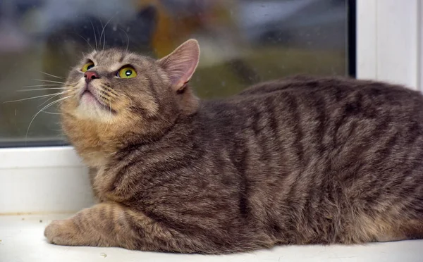 靠窗的背景上有只烟熏斑斑的猫 — 图库照片