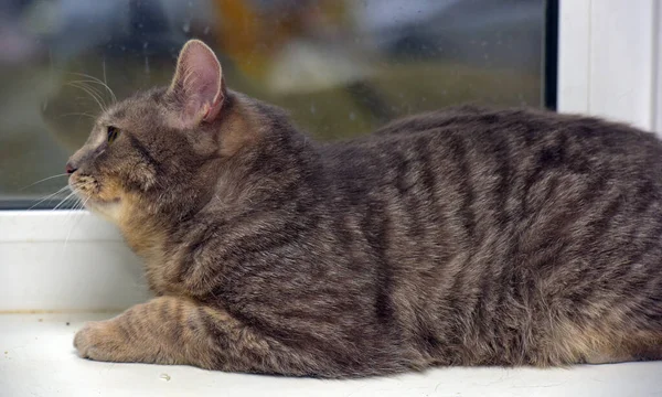창문을 클로즈업 매연에 고양이 — 스톡 사진