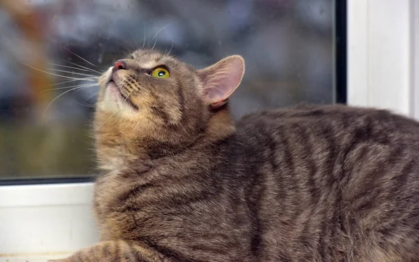 Rauchige Tabby Katze Auf Dem Hintergrund Eines Fensters Nahaufnahme — Stockfoto