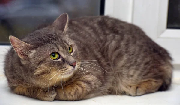 Dym Tabby Kot Tle Okno Zbliżenie — Zdjęcie stockowe