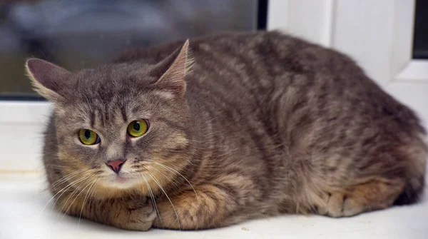 Gato Fumegante Tabby Fundo Uma Janela Close — Fotografia de Stock