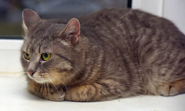 Dym Tabby Kot Tle Okno Zbliżenie — Zdjęcie stockowe