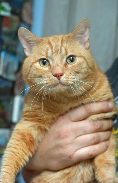 Kırmızı Büyük Güzel Bir Kedi Kollarında — Stok fotoğraf