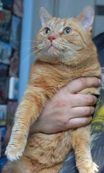 Vermelho Grande Belo Gato Seus Braços Close — Fotografia de Stock