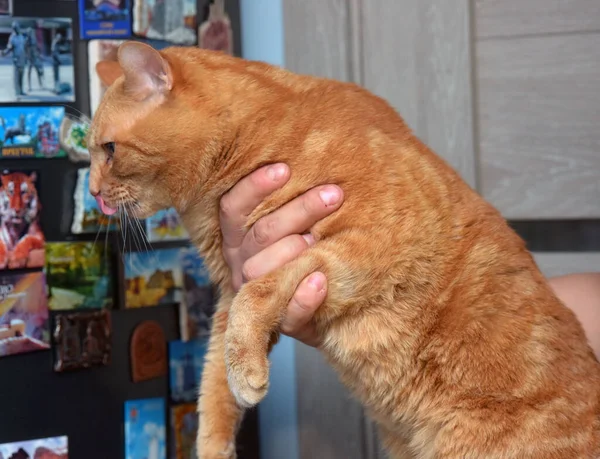 Vermelho Grande Belo Gato Seus Braços Close — Fotografia de Stock