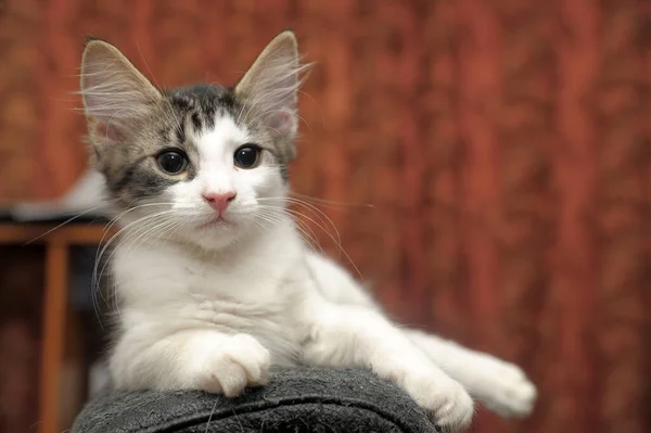 Striped White Shorthair Young Kitten Close — Stockfoto