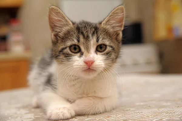 Striped White Shorthair Young Kitten Close — Φωτογραφία Αρχείου