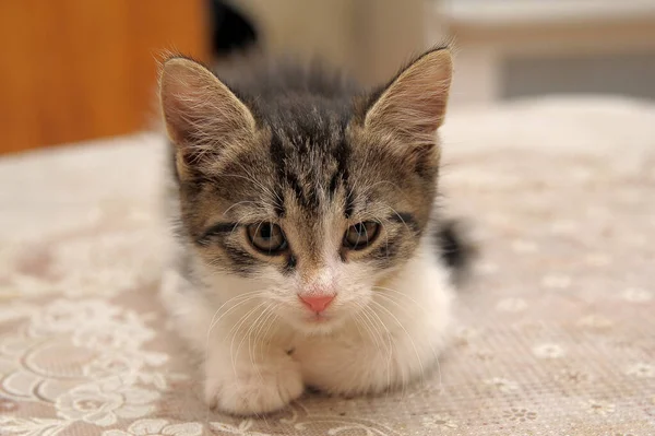 Striped White Shorthair Young Kitten Close — Zdjęcie stockowe