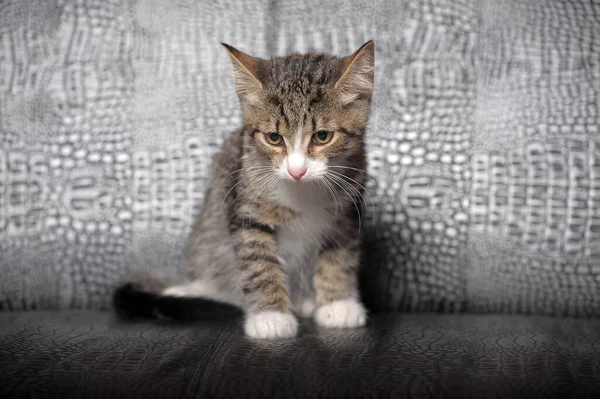 Striped White Shorthair Young Kitten Close — Foto Stock