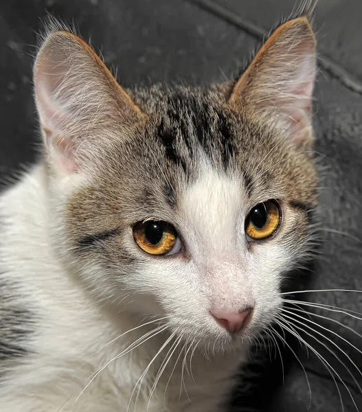 Striped White Shorthair Young Kitten Close —  Fotos de Stock