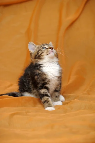 Striped White Shorthair Young Kitten Close — Stockfoto