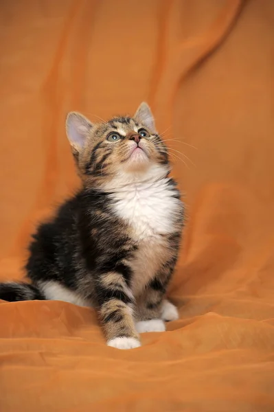 Striped White Shorthair Young Kitten Close — ストック写真