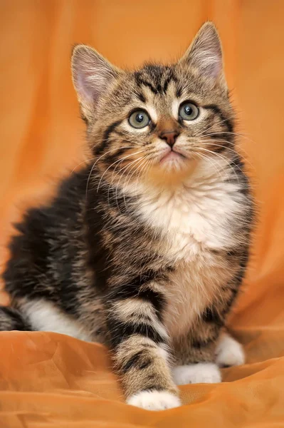 Striped White Shorthair Young Kitten Close — Fotografia de Stock