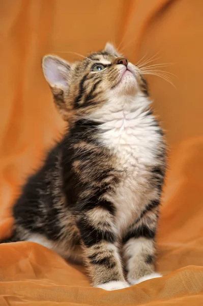 Striped White Shorthair Young Kitten Close — Stock Photo, Image