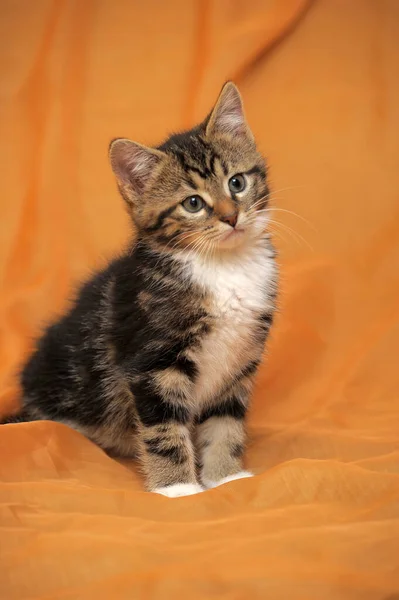 Striped White Shorthair Young Kitten Close — Photo