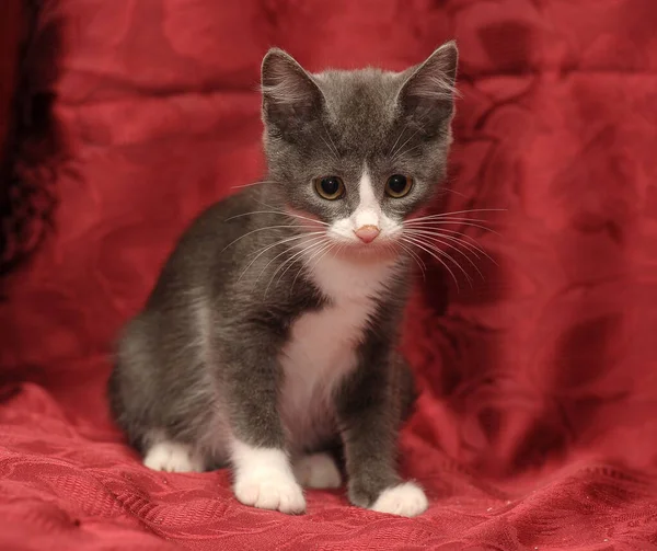 Gray White Breasted Cute Little Kitten Red Background — ストック写真