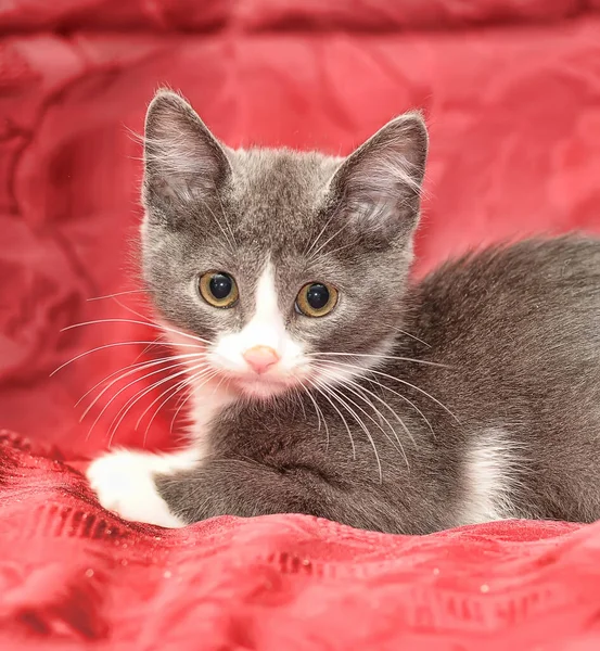 Gray White Breasted Cute Little Kitten Red Background — ストック写真