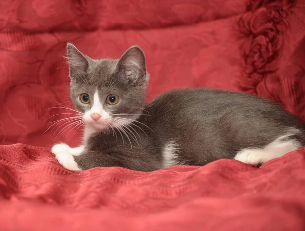 Gray White Breasted Cute Little Kitten Red Background — Stockfoto