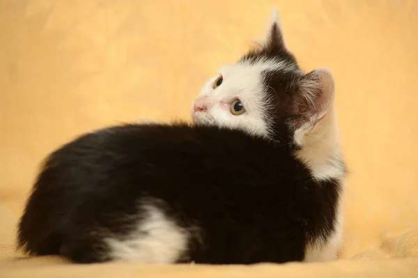 Lindo Poco Blanco Con Negro Juguetón Divertido Gatito —  Fotos de Stock