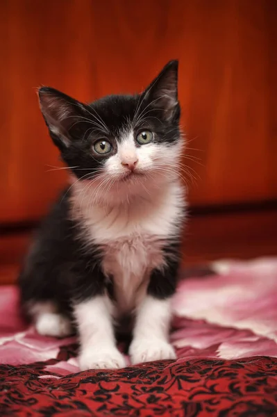 Carino Piccolo Bianco Con Nero Giocoso Divertente Gattino — Foto Stock