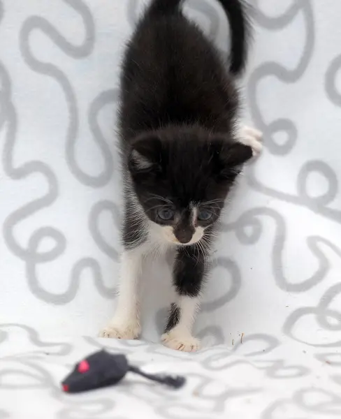 Cute Little White Black Playful Funny Kitten — Stock Photo, Image