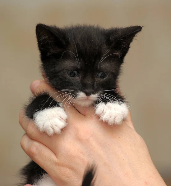 Lindo Poco Blanco Con Negro Juguetón Divertido Gatito — Foto de Stock