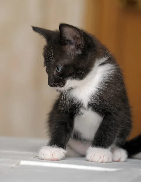 Carino Piccolo Bianco Con Nero Giocoso Divertente Gattino — Foto Stock