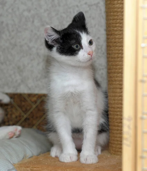 Söt Liten Vit Med Svart Lekfull Rolig Kattunge — Stockfoto