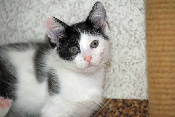 Mignon Petit Blanc Avec Noir Ludique Chaton Drôle — Photo