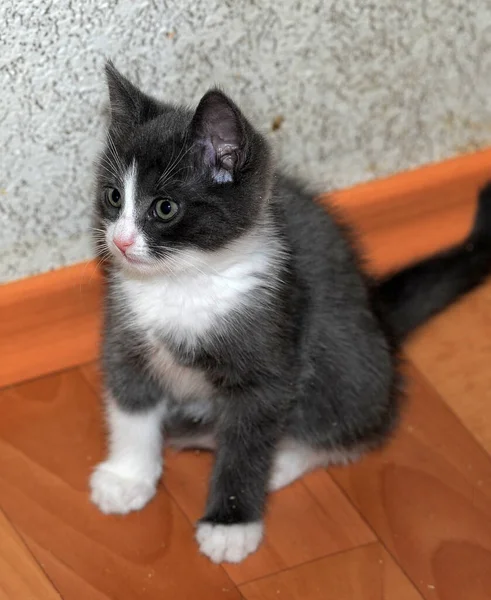 Mignon Petit Blanc Avec Noir Ludique Chaton Drôle — Photo