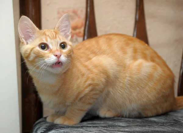 Красивый Милый Красный Молодой Кот Выразительными Глазами — стоковое фото