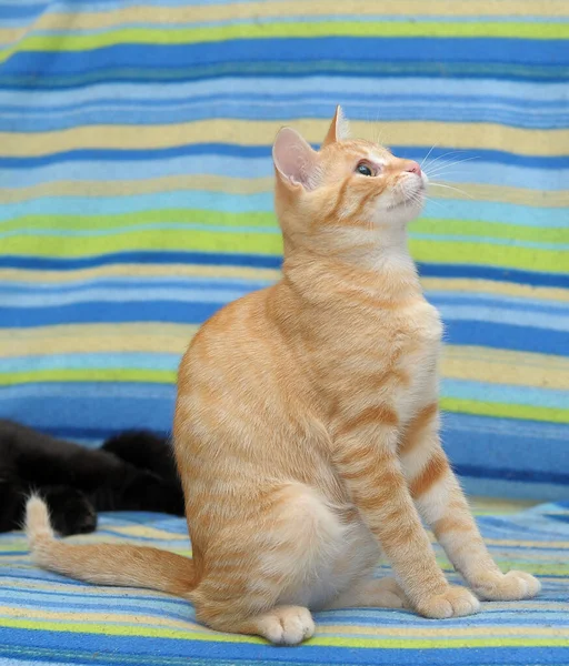 Beautiful Cute Red Young Cat Expressive Eyes — Stock Photo, Image