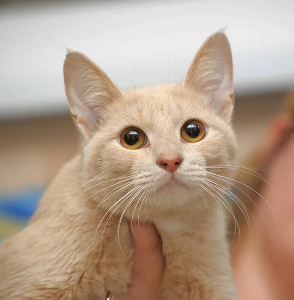 Hermoso Lindo Rojo Joven Gato Con Expresivo Ojos — Foto de Stock