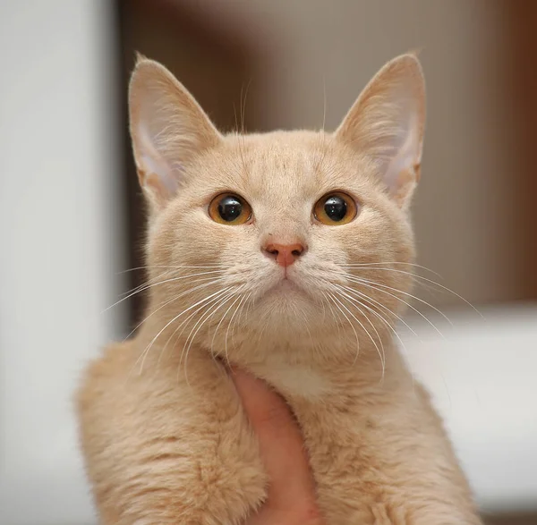Piękny Słodkie Czerwony Młody Kot Ekspresyjne Oczy — Zdjęcie stockowe