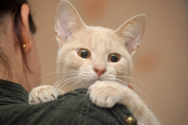 Bonito Bonito Vermelho Jovem Gato Com Expressivo Olhos — Fotografia de Stock