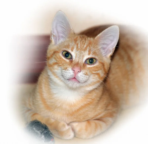 Hermoso Lindo Rojo Joven Gato Con Expresivo Ojos — Foto de Stock