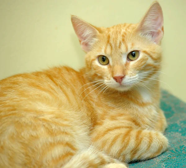 Güzel Kırmızı Etkileyici Gözleri Olan Genç Bir Kedi — Stok fotoğraf