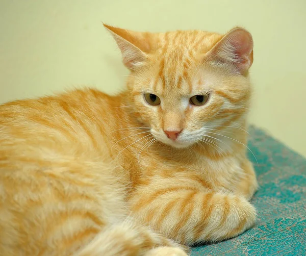 Hermoso Lindo Rojo Joven Gato Con Expresivo Ojos — Foto de Stock
