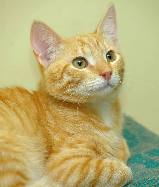 Krásná Roztomilá Červená Mladá Kočka Výraznýma Očima — Stock fotografie