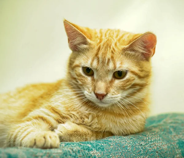 Bonito Bonito Vermelho Cabelos Jovem Gato Com Olhos Expressivos — Fotografia de Stock