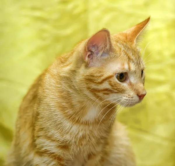 Bonito Bonito Vermelho Cabelos Jovem Gato Com Olhos Expressivos — Fotografia de Stock