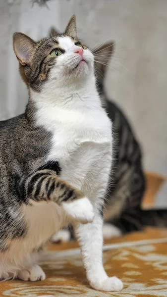 Gris Blanco Taquigrafía Juguetón Joven Gato Cerca —  Fotos de Stock