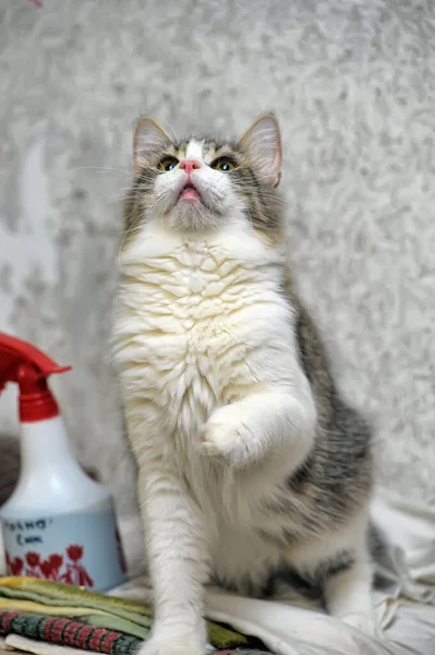 Grau Weiße Kurzhaar Verspielte Junge Katze Aus Nächster Nähe — Stockfoto