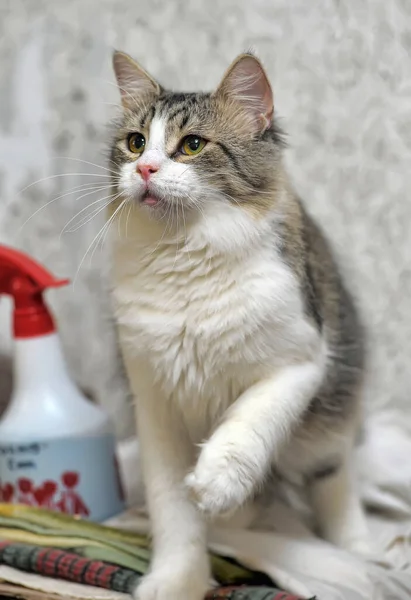 Gris Blanco Taquigrafía Juguetón Joven Gato Cerca —  Fotos de Stock