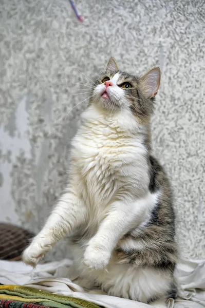 Gris Blanco Taquigrafía Juguetón Joven Gato Cerca —  Fotos de Stock