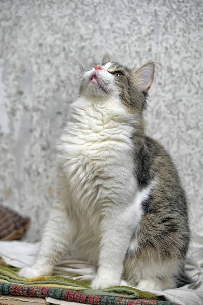 Серо Белая Короткошерстная Игривая Юная Кошка Крупным Планом — стоковое фото
