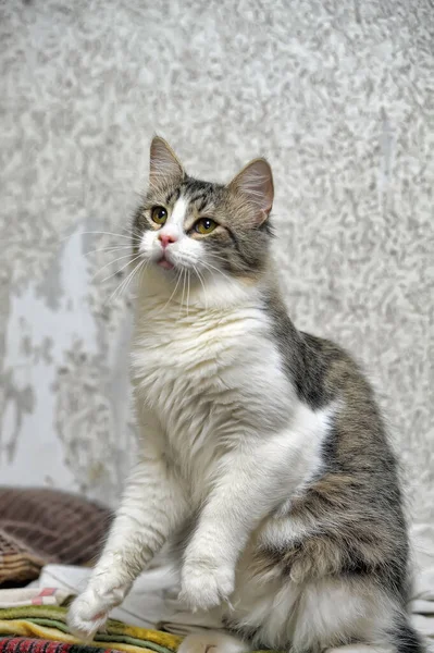 Gris Blanco Taquigrafía Juguetón Joven Gato Cerca — Foto de Stock