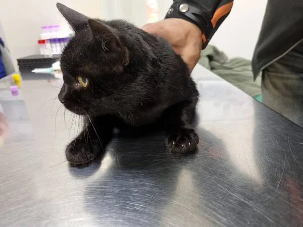 Gato Siendo Examinado Por Médico Una Clínica Veterinaria Cerca —  Fotos de Stock