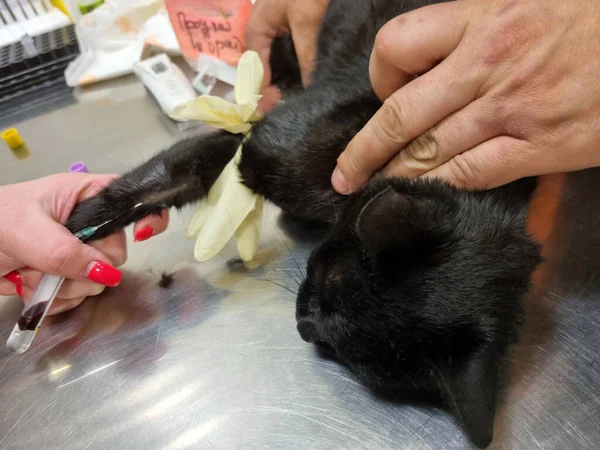 Kočka Vyšetřena Lékařem Veterinární Klinice Zblízka — Stock fotografie