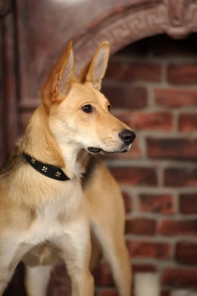 Niedlicher Brauner Und Schwarzer Mischlingshund Studio Aus Nächster Nähe — Stockfoto